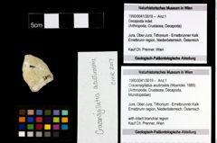 Foto (Objekt + Etiketten) von Cracensigillatus acutirostris (Moericke, 1889) 